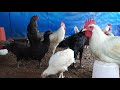 local chicken black chicken giriraj chicken italian chicken american black white fighter breeds