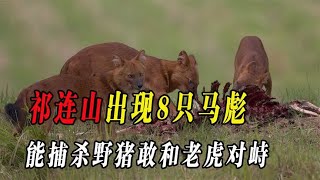 祁连山出现8只马彪，比狐狸还狡猾，能捕杀野猪敢和老虎对峙