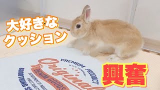 お気に入りのクッションで遊ぶと 必ず興奮しちゃううさぎw