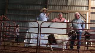 Boer Goat Auction