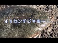 俺一人シリーズ★カツオ一人で千葉県勝浦へ！キス狙いでしたが、思わぬ大物が釣れました ^_ ☆