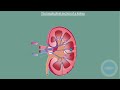 human excretion urinary system kidney structure and function life science grade 11