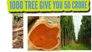 You can earn 500,00,00,00 in 1000 trees || 50 Crore in 1,000 Trees || Mahogany tree.