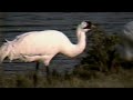 Nature: Whooping cranes