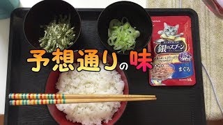 【検証】愛猫の食事は美味しいのか不味いのか？実際に食べて確認してみた♪ 【cute kitten】【cute cat】 【子猫保護】