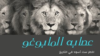 قصه اخطر و اشرس و اعنف زمره اسود في التاريخ - اسود مابوجو