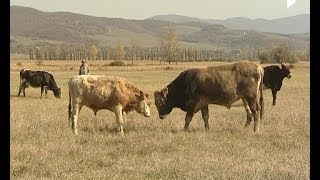 ჩვენი ფერმა - სოფლის მეურნეობა და ფერმერობა მცხეთა-მთიანეთში