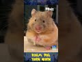 Chuột Hamster Loài động vật cận thị bị mù màu #okvipxuhuong #animals #thiênnhiên #đongvat #new #fly