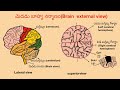 brain structure and functions in telugu for class 10 unit నియంత్రణ part 1