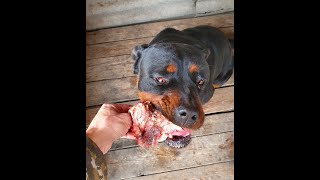 Пищевая агрессия собаки породы ротвейлер на кость. Ротвейлер Гера. Rottweiler angry.