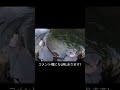 【北海道 釣り】手のひらが隠れちゃう巨大ニジマス shorts fishing 釣り ニジマス