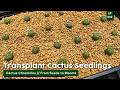 How to Acclimate & Transplant Cactus Seedlings / Cactus Chronicles Ep. 02