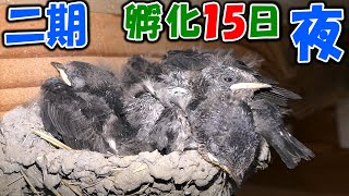 【#ツバメ】夜の#雛 の様子　孵化15日　二期　カメラ手持ち撮影　[2021/07/02]　Night state of #swallow chicks