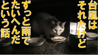 大雨の中の野良猫の安否確認