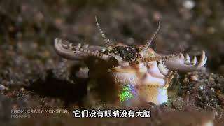 海底屠夫：无眼无脑，出手快狠准 #海洋生物 #动物世界 #博比特虫