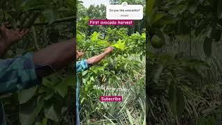 ആദ്യത്തെ അവോക്കാഡോ വിളവെടുപ്പ്.. First ever avocado harvest in my farm…