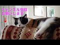 ほのちゃん初めての夜間動物病院　猫の【誤飲】【誤食】 腸閉塞の危険性