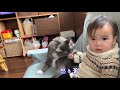 映画に夢中な娘から雑に触られて怒る猫　ノルウェージャンフォレストキャット　a cat angry touched by a daughter who is crazy about movies