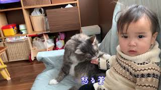 映画に夢中な娘から雑に触られて怒る猫　ノルウェージャンフォレストキャット　A cat angry touched by a daughter who is crazy about movies