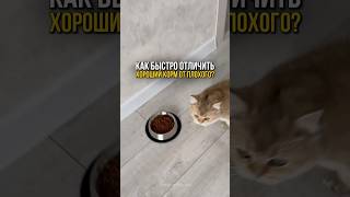 Как за 5 секунд отличить хороший корм от плохого?🐱