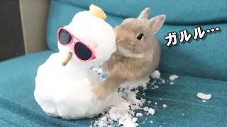 雪だるまに大好きなソファを占領されてウサギがお怒り