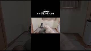 ママが急に倒れた時の大型犬の反応！ #shorts