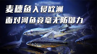 “水中小强”麦穗鱼，繁殖能力堪称逆天，入侵欧洲泛滥成灾【科普任意门】