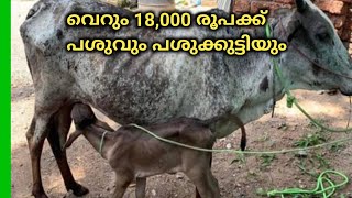 പശുവും പശുക്കുട്ടിയും / വില 18000