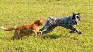 Hilarious Cat CHASES Dog 😯Funny Dog And Cat moments for a good mood!