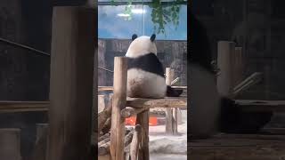 胖岩背影杀 Panda Lingyan  #panda #pandachina #cute