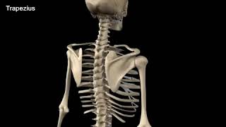 Scapula Muscle Movement