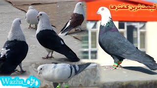 قیمت ترین کفتر های افغانستان Highest Afghani pigeons