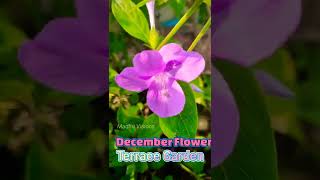 December Flower | Terrace Garden | டிசம்பர் பூ | மாடித்தோட்டம்