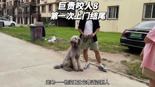 我猜可能是前面金毛的离去，让主人把更多的溺爱给了巨贵