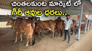 చింతలకుంట మార్కెట్ లో గిరీ ఆవుల ధరలు  | Gir Cow Milk | Gir Cows In Chintalkunta