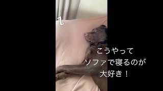 寝てる時は天使！！！ラブラドール レトリバー癒し動画^ ^