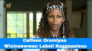 Caffeen Oromiyaa Wixineewwan Labsii Raggaasisuu