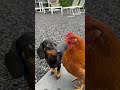 coco has an obsession with the chicken. dachshund unlikelyfriends dogs