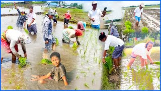 रोपाइँ  मा रमाइलो गर्दै 😍😍 चाम्रे भात र गुन्द्रुकको अचार  🤤🤤 ASHARE DHAN ROPAI VLOG