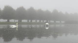 Swan couple preening, with a surprise grebe pop up