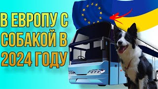 Что нужно чтобы поехать с собакой в Европу в 2024 году   |  #bordercollie #okkidokki