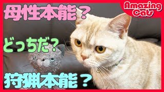 猫がおもちゃに反応し鳴き声がハンパ無い【母性本能？狩猟本能？発情再発？】 - Cat's maternal instinct? Hunting instinct?