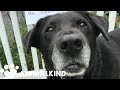 Neglected senior dogs get second chance for a happy home | Animalkind