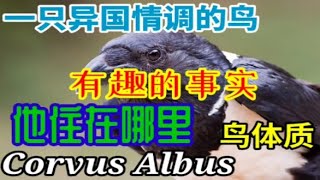 Corvus Albus 这只乌鸦与我们都知道的普通乌鸦有什么区别？