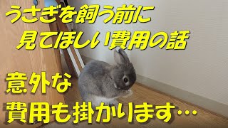 うさぎを飼うか迷っている方へ　うさぎを飼うための初期費用のお話　意外な出費もあります。　飼育歴10年以上のノウハウなどをお話ししていきます。　ずっとうさぎと暮らすために大事な事