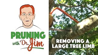 Removing A Large Limb - Pruning with Dr. Jim