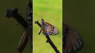 Butterfly 🦋 #birds #nature #wildlife