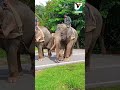 OPERASI TRANSLOKASI GAJAH DI JELI 🐘