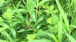 オオチャバネセセリ / Polytremis pellucida　熊本県阿蘇山　2017/07/14 butterfly of Japan