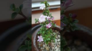 별처럼 아름다운 단정화입니다 (Interesting to have several names to a cute, tiny flower)